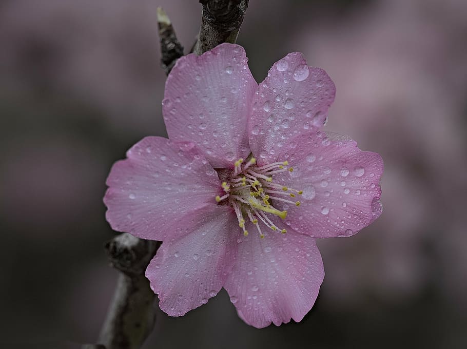 spring, almond flower, flowering, bloom, almond tree, flower, nature, petal, fragility, beauty in nature