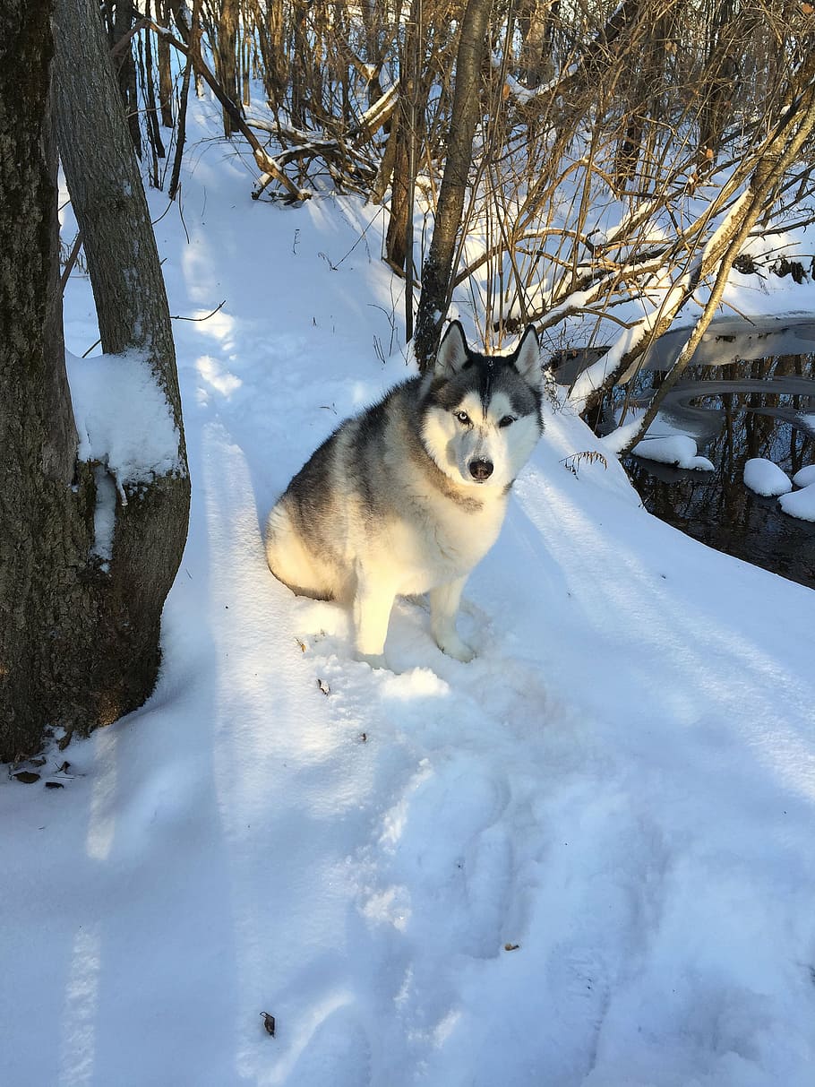 nieve, perro, mascota, naturaleza, blanco, frío, al aire libre, invierno, husky, siberiano