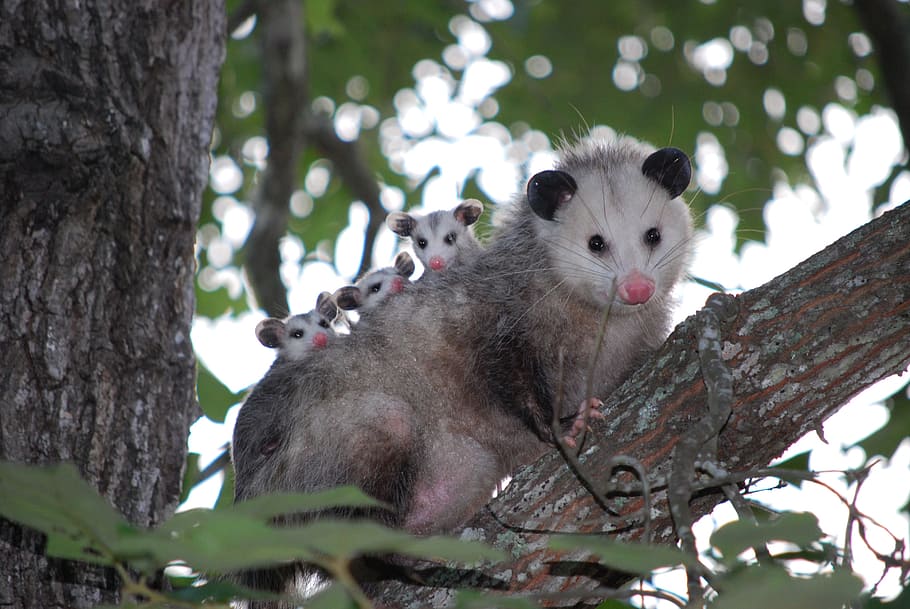 brown, white, animal, tree branch, possum, opossum, young, wild, wildlife, texas
