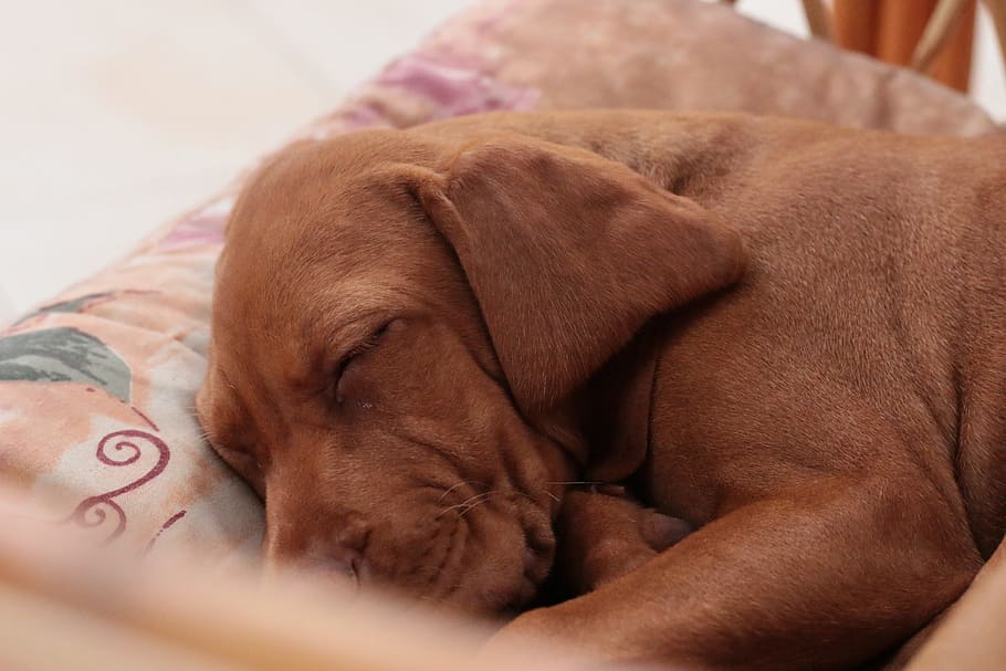dog, sleep, recreation, armchair, garden, the hungarian vyžla, a wall, puppy, chick, breather