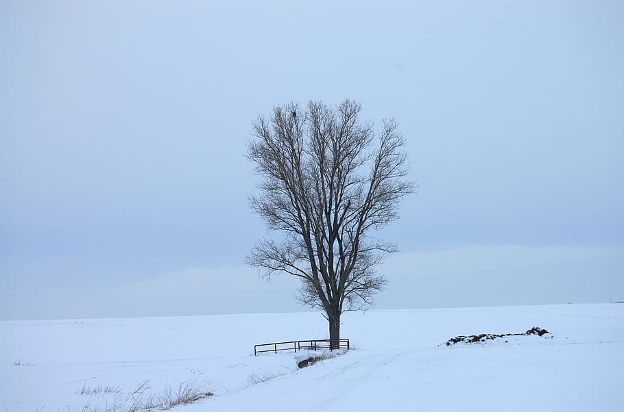 neve, branco, frio, morte, inverno, kahl, árvore, gelo, luto, solidão