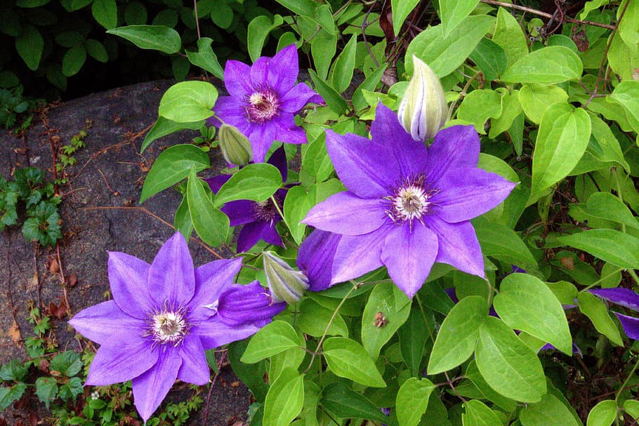 parisienne clemantis, olbrich botanical gardens clematis, trepador, ranunculaceae, jardín, púrpura, púrpura claro, floración, flores, flora