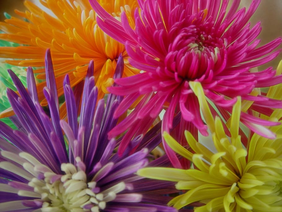 purple, yellow, pink, orange, spider chrysanthemums, bloom close-up photography, closeup, flowers, fun, colorful