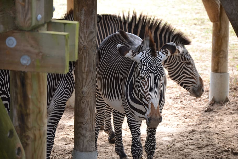 zebra, africa, vacancy, group of animals, animal, animal themes, animal wildlife, animals in the wild, striped, mammal