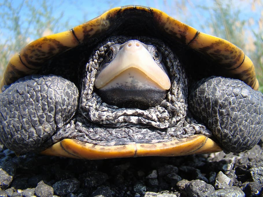 diamondback, tortuga acuática, tortuga, macro, primer plano, grande, concha, naturaleza, exterior, un animal