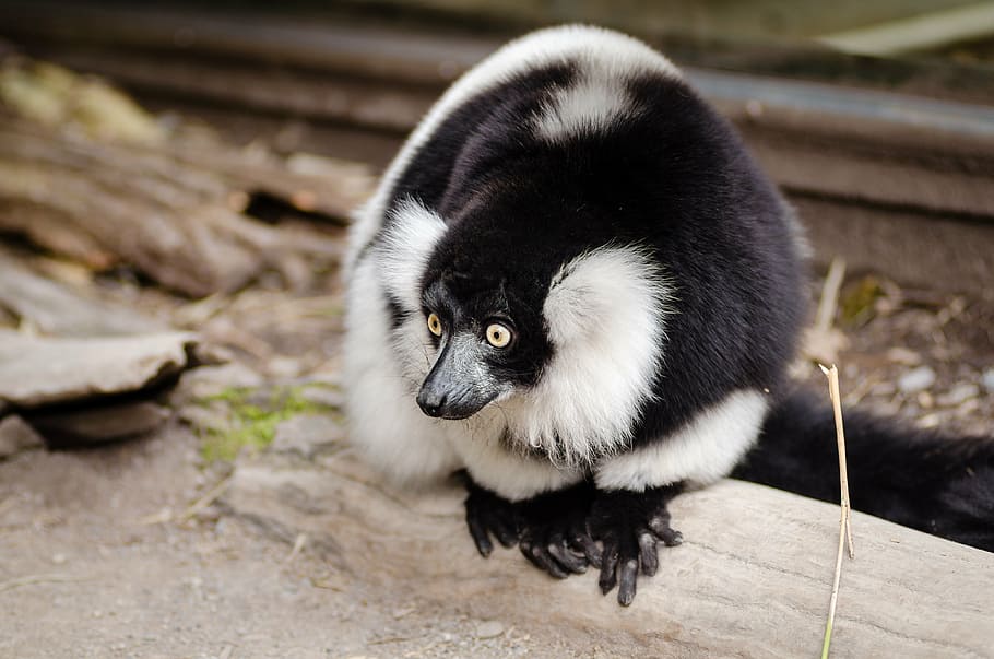 animal, animal photography, blur, close-up, endangered, eyes, fur, furry, glare, lemur