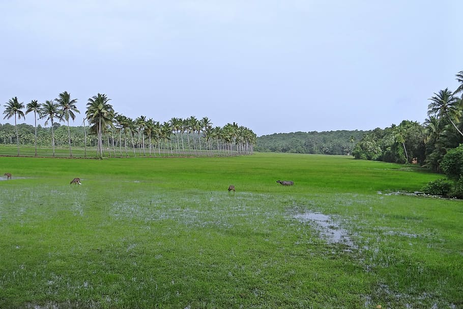 pasture, low-land, buffaloes, coconut groves, goa, india, grass, plant, field, landscape