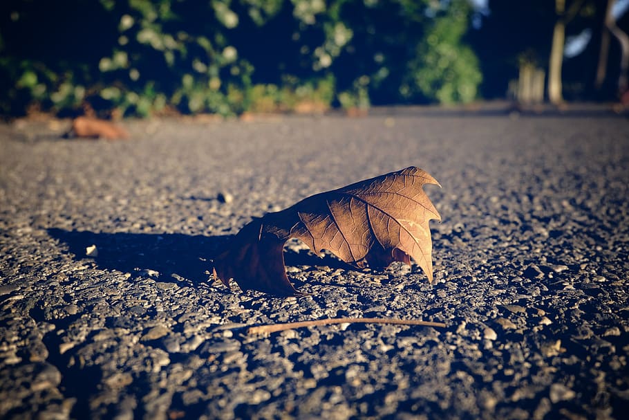 nature, outdoor, no person, leaf, fall, solitude, dead leaf, leaves, autumn leaves, autumn leaf