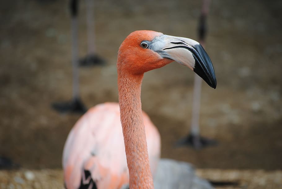 pink, flamingo, shallow, focus shot, bird, animal, nature, wildlife, exotic, wild