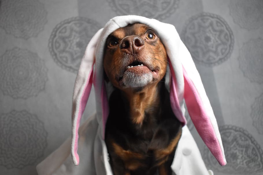 rabbit ears, easter pictures, easter dog, dog easter, cute, creative, long eared, easter theme, easter bunny, sweet