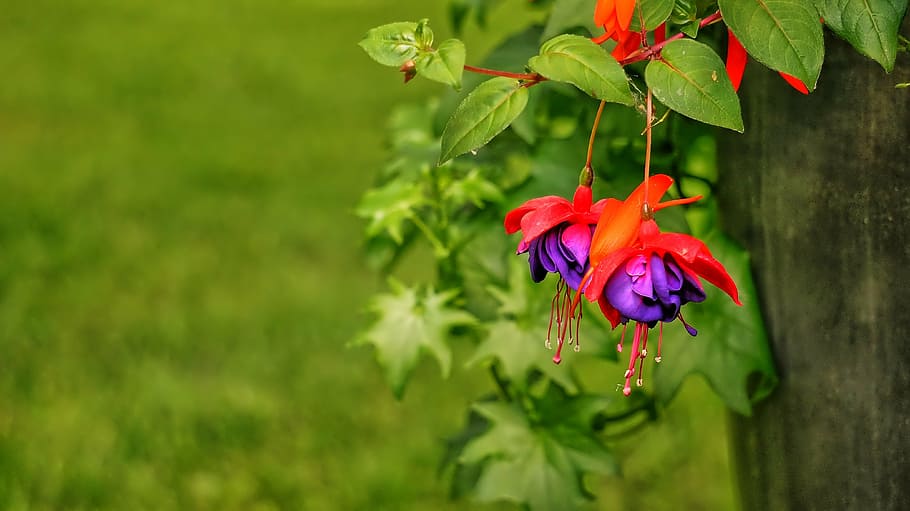 red, purple, flowers, daytime, fuchsia, summer, petals, flowering, brightly colored, nature