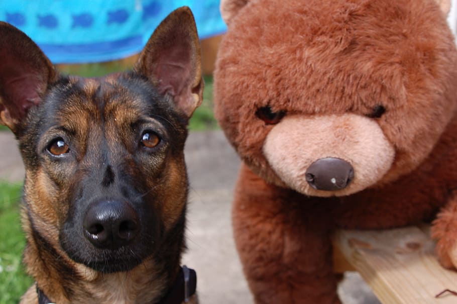 Dog, Bear, Cuddly Toy, Plush Toy, best friends, animal, plush, fun, fluffy, fur
