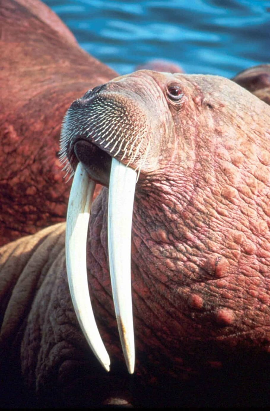 brown, white, sea lion, facing, sideways, rosmarus, odobenus, head, male, walrus
