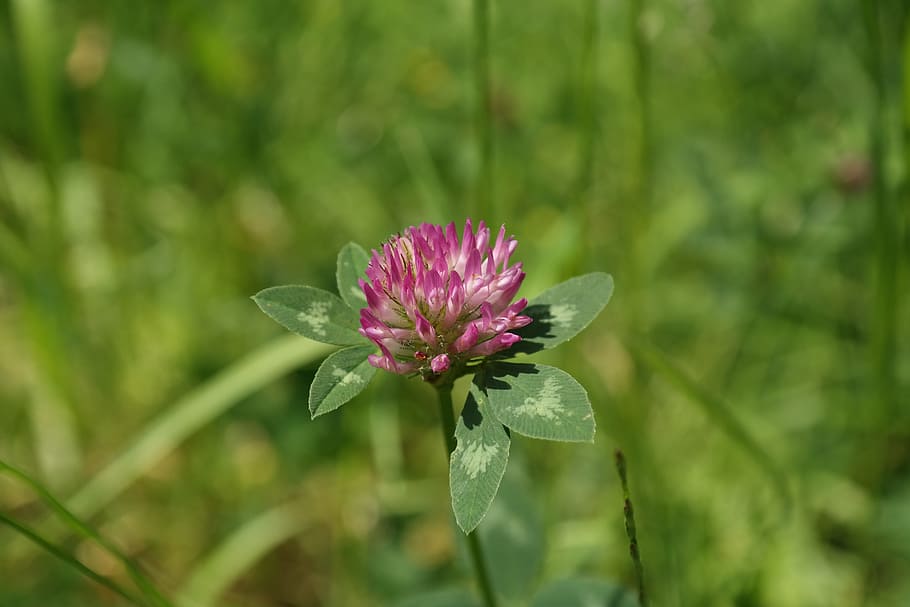 red clover, klee, pointed flower, fodder plant, pink, red, meadow, grass, trifolium pratense, fabaceae