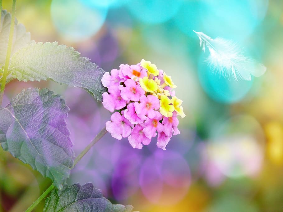 pink, yellow, petaled flowers, selective, focus photography, flower, blossom, bloom, lantana, feather