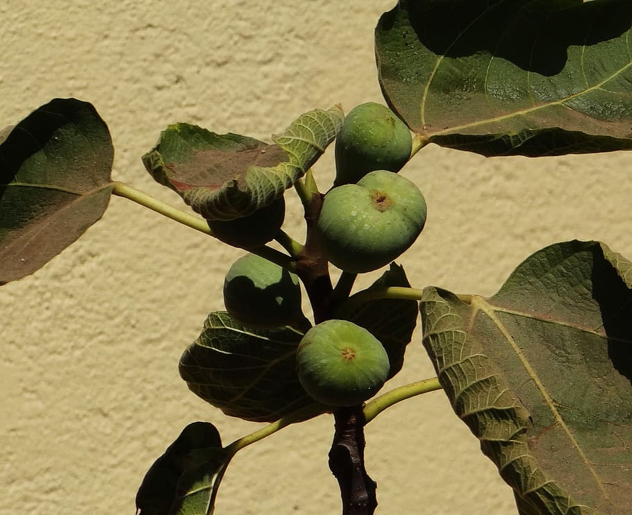 Fig, Ficus Carica, Anjeer, Raw, Plant, leaves, karnataka, india, fruit, nature
