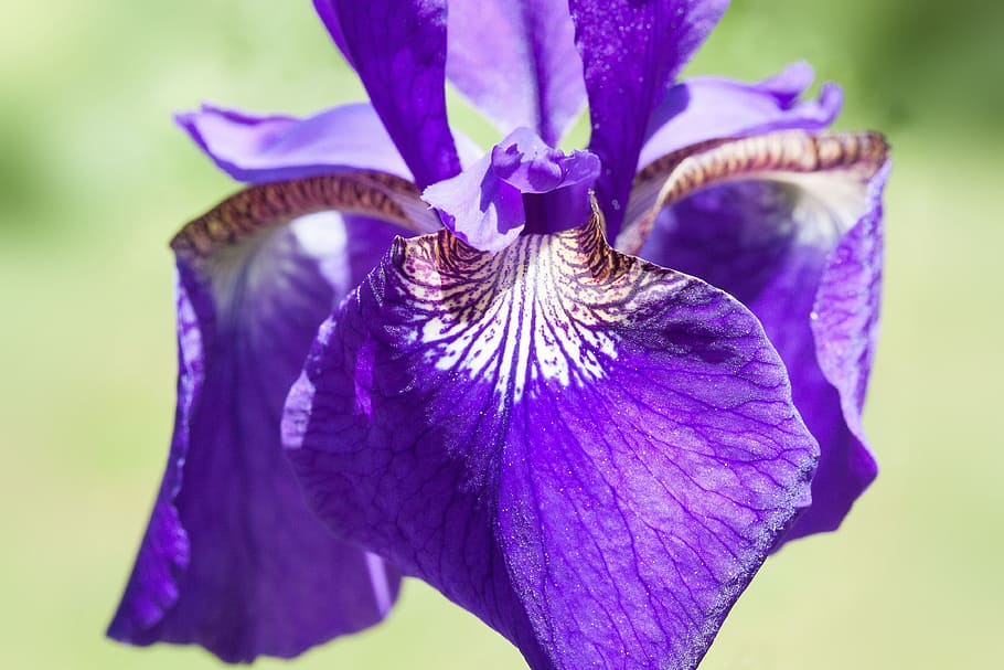 iris, iris pseudacorus, purple iris, plant, iridaceae, flower, hanging leaves, dom leaves, blossom, bloom