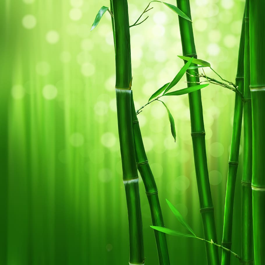 bamboo tree, digital, artwork, bamboo, green, nature, bamboo - Plant, green Color, plant, leaf