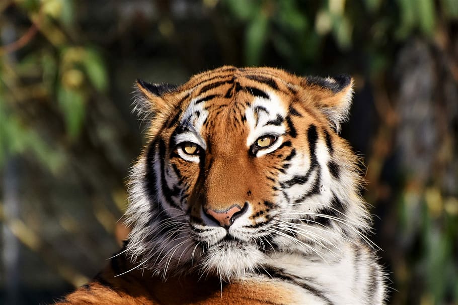 selective, focus photography, tiger, siberian tiger, tiger head, cat, predator, carnivores, wildcat, big cat
