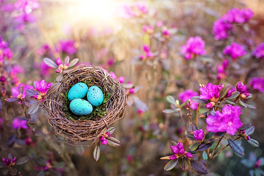 spring, bird's nest, eggs, robin eggs, nature, season, pink flowers, flowering plant, egg, plant