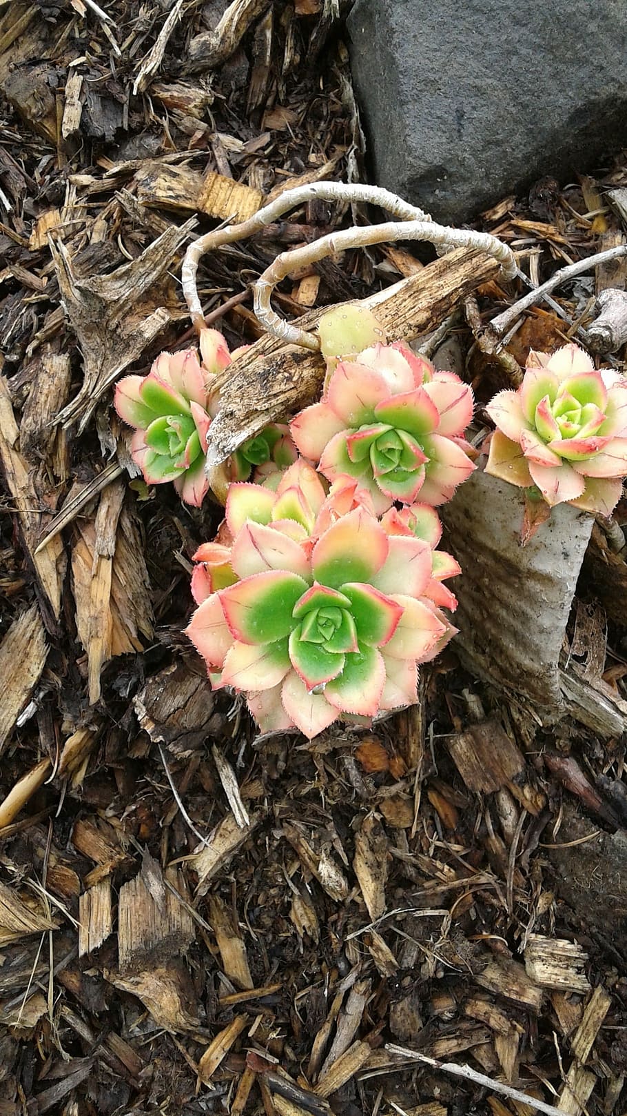 hens and chicks, flower, succulents, heart shape, valentine's day - holiday, close-up, day, love, plant, outdoors