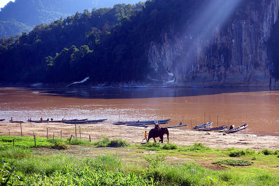 Elefante, Ásia, Rio Mekong, rio, paisagem, animais selvagens, natureza, temas de animais, ninguém, grama