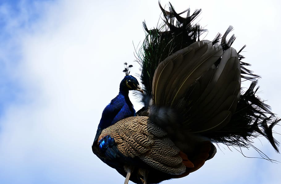 peacock, galliformes, pavo cristatus, bird, ornamental birds, plumage, pheasant-like, tail, gorgeous, beautiful