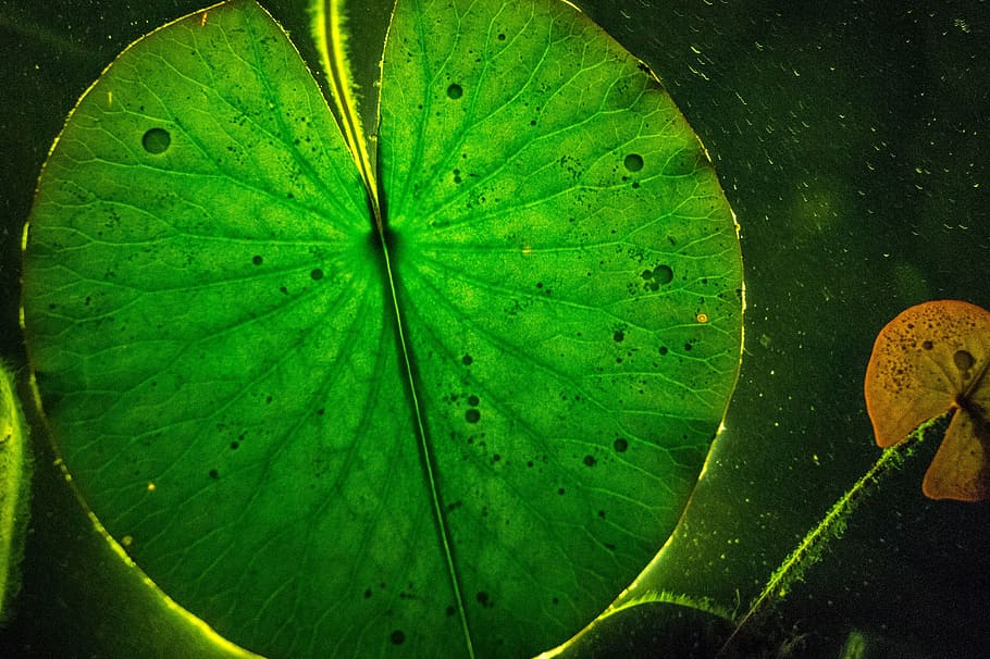 leaf, light, green nature, reflection, water lily, lily pad, plant part, green color, leaf vein, nature