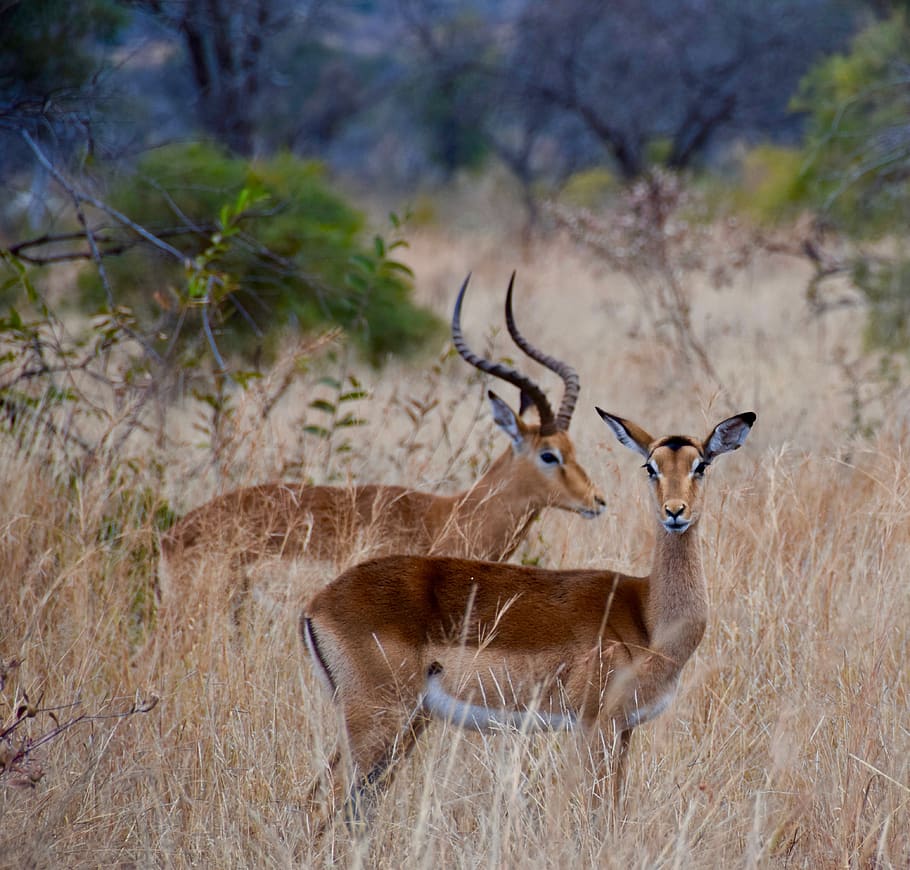 impala, africa, antelope, wildlife, safari, animal, nature, mammal, wild, wilderness