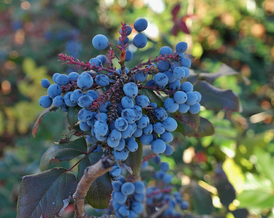 berries, blue, fruit, plant, ordinary mahogany, stechdornblättrige mahonie, mahonia aquifolium, mahonie berberitzengewächs, growth, healthy eating