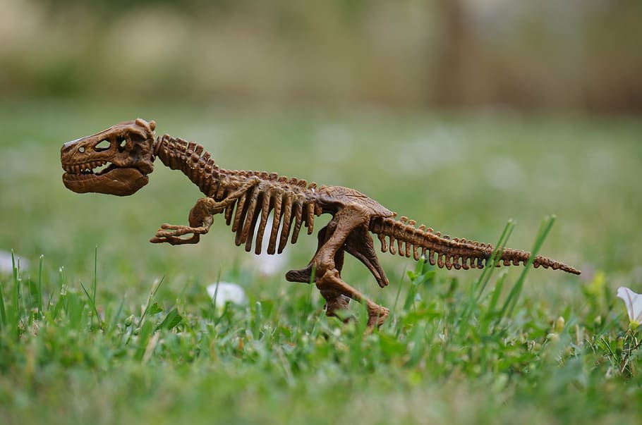 lizard skeleton, selective, focus photography, dinosaur, bones, rex, toy, grass, animal, animal themes