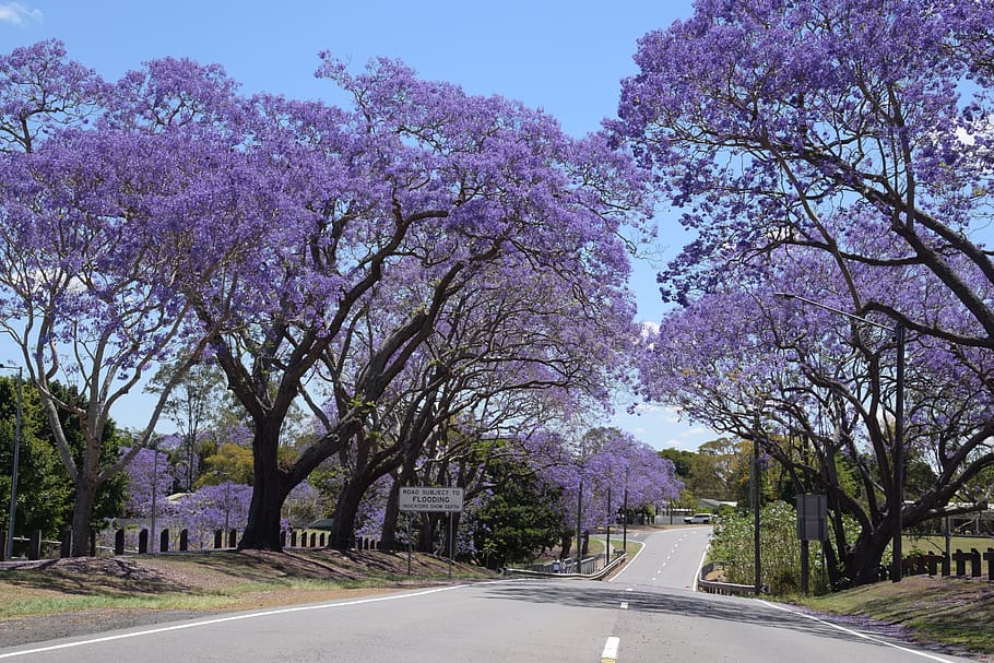 jacaranda, queensland, spring, brisbane, purple, plant, tree, road, transportation, flower