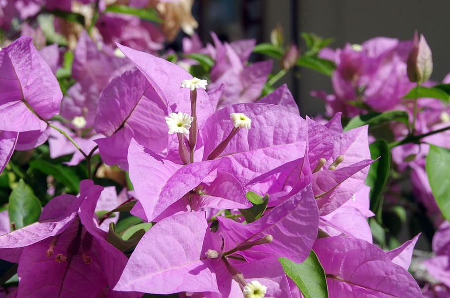 bougainvillea, flower, violet, white, bracts, exotic, colorful, nyctaginaceae, inflorescence, flowering plant