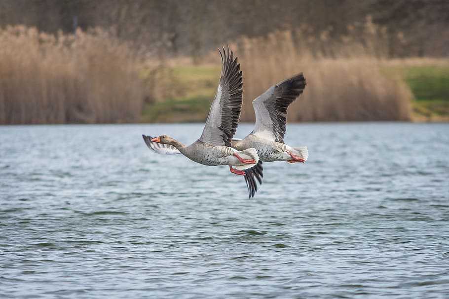 two, ducks, flying, body, water, geese, greylag goose, lake, creature, goose