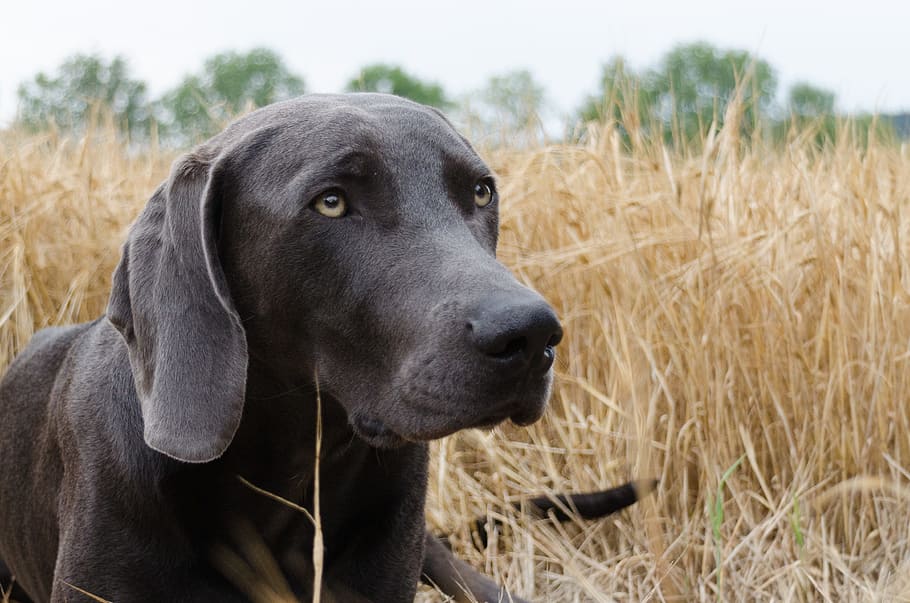 adult, black, labrador retriever, lying, grass field, dog, weimaraner, head, animal, snout