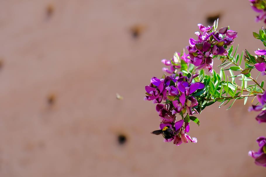 bee, bumblebee, honeybee, purple flowers, morocco, marrakech, flower, flowering plant, plant, freshness