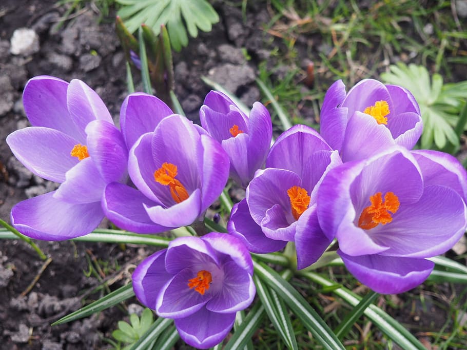 crocus, purple, flower bulbs, spring flowers, spring, flowers, beautiful, natural, plant, crocuses