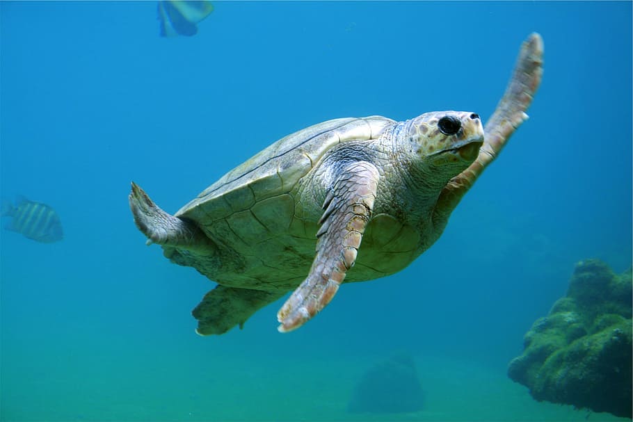 swimming, Sea turtle, images, photos, marine, public domain, reptile, turtle, wildlife, underwater