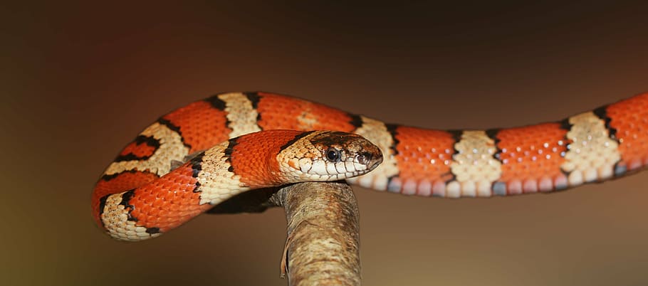 shallow, focus photography, orange, white, snake, king snake, banded, red, black, colorful