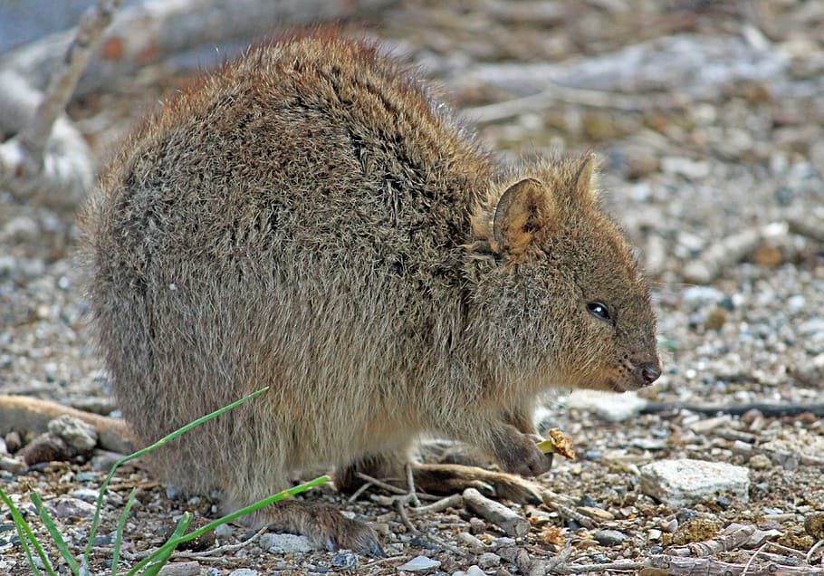 quokka, marsupial, canguru, austrália ocidental, ilha rottnest, espécie de marsupial, wallaby de cauda curta, mamífero, vida selvagem animal, animais selvagens