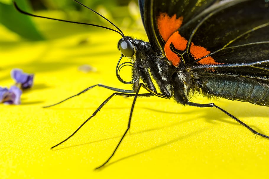 Butterfly, Insect, Eyes, Probe, proboscis, rolled up, close, macro, one animal, animal wildlife