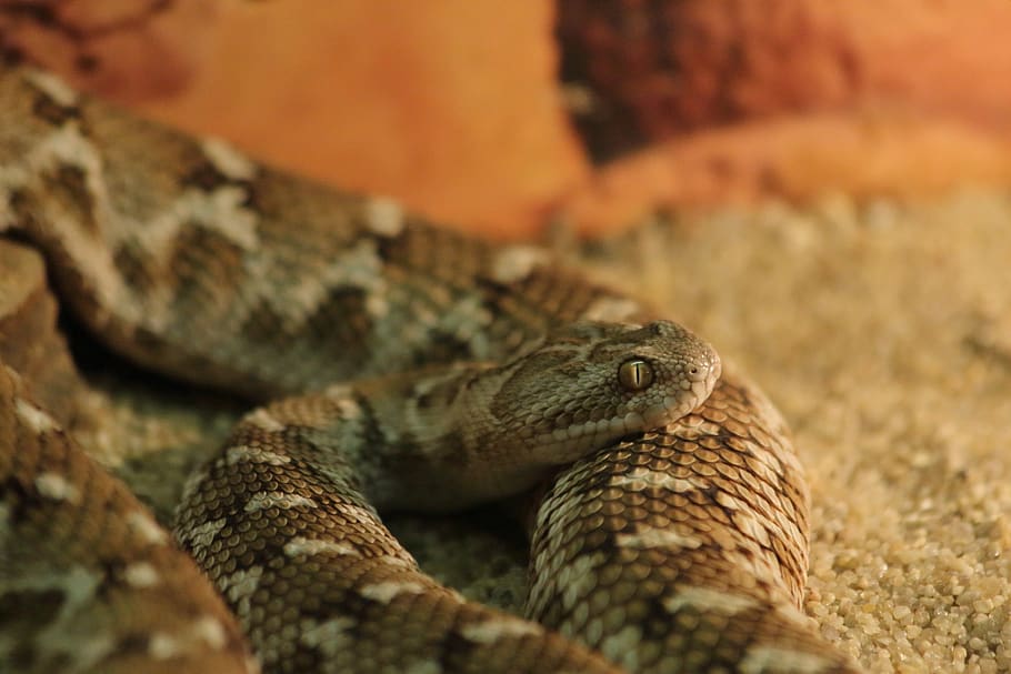 snake, reptile, living nature, nature, animals, predator, zoology, wild, poison, foreign
