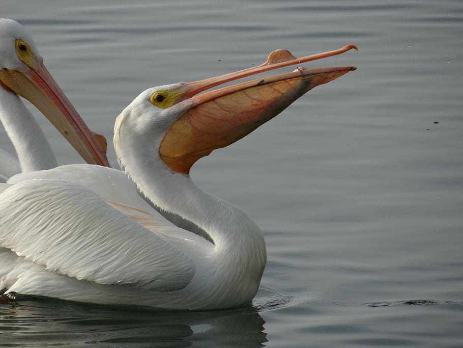 white, pelican, eating, animal themes, animal, animal wildlife, animals in the wild, vertebrate, bird, one animal