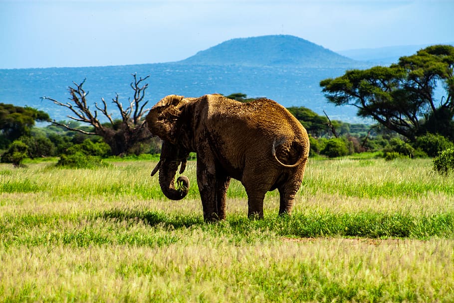 amboseli, amboseli national park, safari, kenya, africa, elephant, wilderness, nature, wildlife, animals