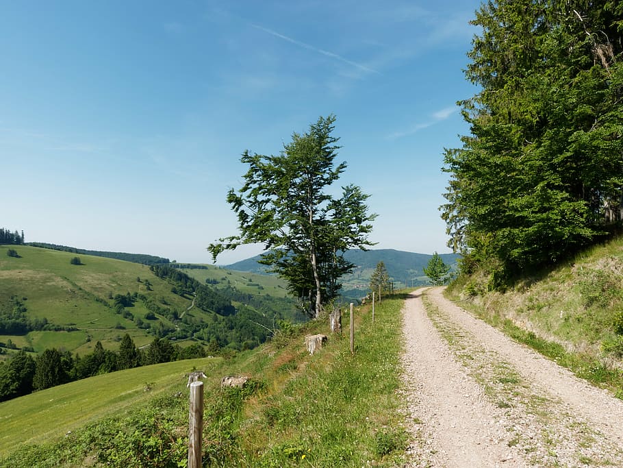 black forest, schwarzwald, germany, path, hiking, nature, landscape, mountain, hiker, trail