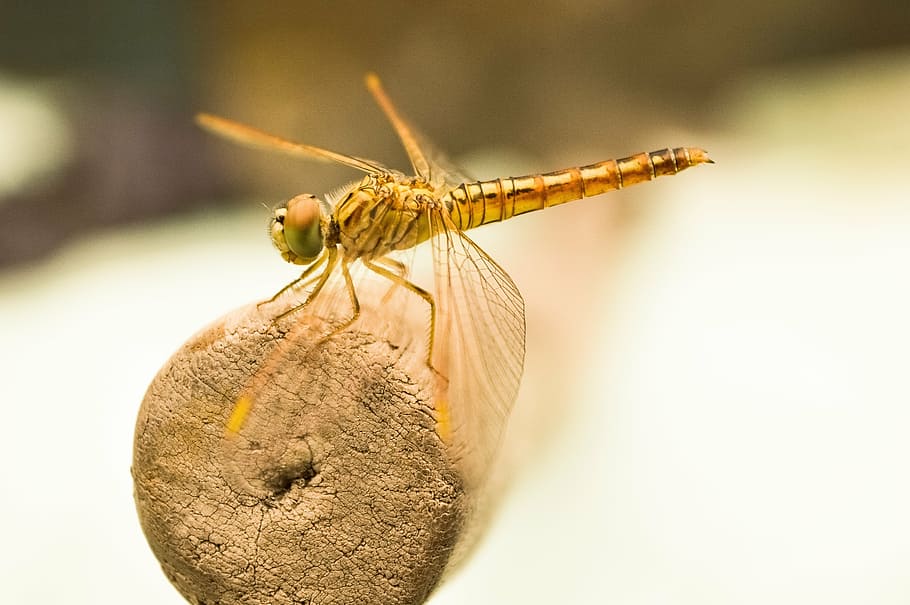 brown, dragonfly, wooden, rod, dragon fly, insect, fly, golden, bug, macro