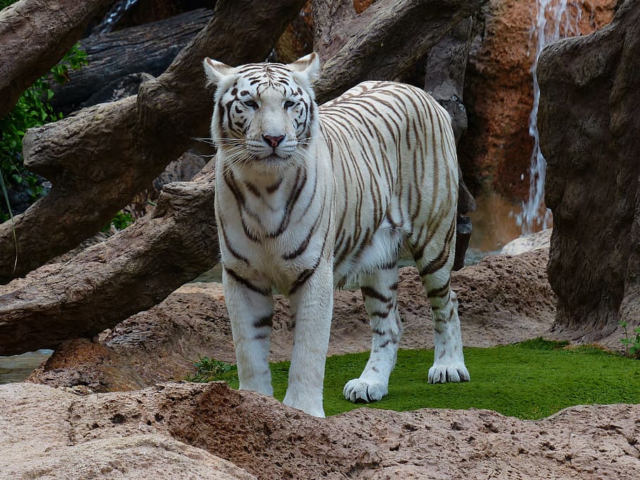 tigre blanco, tigre de bengala blanco, tigre, depredador, gato, peligroso, gato montés, gato grande, tigre rey, panthera tigris tigris