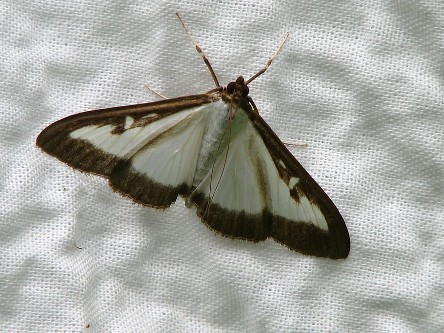 Butterfly, Boxwood, Borer, White, boxwood borer, black, fabric, structure, seersucker, insect