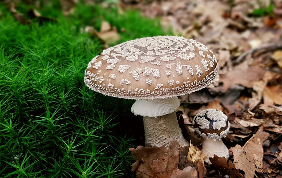 depth, field photography, brown, mushroom, panther mushroom, toxic, disc fungus, forest mushroom, forest, forest floor