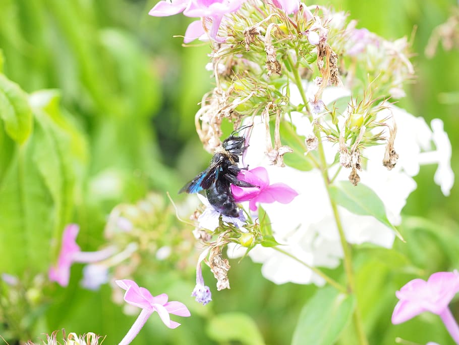 big, blue, wooden, Bee, big blue wooden bee, blue black wooden bee, violet-winged wood bee, xylocopa violacea, bien, carpenter bee